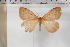  (Hoplojana abyssinica - BC-TB5923)  @13 [ ] Copyright (2010) Thierry Bouyer Unspecified