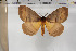  (Hoplojana indecisa - BC-TB5956)  @14 [ ] Copyright (2010) Thierry Bouyer Unspecified