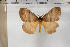  (Hoplojana indecisa - BC-TB5957)  @14 [ ] Copyright (2010) Thierry Bouyer Unspecified