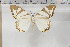  (Otroeda sp. 9 - BC-TB6064)  @13 [ ] Copyright (2010) Thierry Bouyer Unspecified