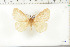  (Phyllalia concolor - BC-TB6279)  @12 [ ] Copyright (2010) Thierry Bouyer Unspecified