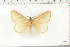  (Phyllalia incerta - BC-TB6281)  @13 [ ] Copyright (2010) Thierry Bouyer Unspecified