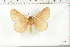  (Phyllalia ochrina - BC-TB6282)  @12 [ ] Copyright (2010) Thierry Bouyer Unspecified
