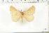  (Phyllalia thunbergi - BC-TB6284)  @12 [ ] Copyright (2010) Thierry Bouyer Unspecified