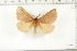  (Phyllalia umbripennis - BC-TB6285)  @13 [ ] Copyright (2010) Thierry Bouyer Unspecified