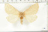  (Phyllalia valida - BC-TB6286)  @13 [ ] Copyright (2010) Thierry Bouyer Unspecified
