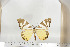  (Otroeda sp. 1 - BC-TB6777)  @14 [ ] Copyright (2010) Thierry Bouyer Research Collection of Thierry Bouyer