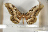  ( - BC-TB6814)  @14 [ ] Copyright (2010) Thierry Bouyer Research Collection of Thierry Bouyer