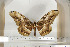  ( - BC-TB6816)  @13 [ ] Copyright (2010) Thierry Bouyer Research Collection of Thierry Bouyer