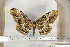  ( - BC-TB6818)  @13 [ ] Copyright (2010) Thierry Bouyer Research Collection of Thierry Bouyer