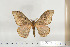  ( - BC-TB6822)  @11 [ ] Copyright (2010) Thierry Bouyer Research Collection of Thierry Bouyer