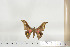  ( - BC-TB6827)  @13 [ ] Copyright (2010) Thierry Bouyer Research Collection of Thierry Bouyer