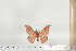 ( - BC-TB6831)  @12 [ ] Copyright (2010) Thierry Bouyer Research Collection of Thierry Bouyer