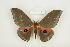  ( - BC-TB8501)  @14 [ ] Copyright (2012) Thierry Bouyer Research Collection of Thierry Bouyer