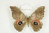  ( - BC-TB8515)  @13 [ ] Copyright (2012) Thierry Bouyer Research Collection of Thierry Bouyer