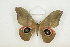  ( - BC-TB8520)  @14 [ ] Copyright (2012) Thierry Bouyer Research Collection of Thierry Bouyer