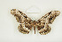  ( - BC-TB8539)  @14 [ ] Copyright (2012) Thierry Bouyer Research Collection of Thierry Bouyer