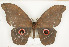  ( - CTBB-1049)  @14 [ ] Copyright (2013) Thierry Bouyer Research Collection of Thierry Bouyer