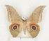  ( - CTBB-1085)  @14 [ ] Copyright (2013) Thierry Bouyer Research Collection of Thierry Bouyer