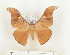 (Dogoia thia - CTBB-0592)  @14 [ ] Copyright (2013) Thierry Bouyer Research Collection of Thierry Bouyer (in IRSNB)