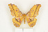  ( - CTBB-0614)  @14 [ ] Copyright (2013) Thierry Bouyer Research Collection of Thierry Bouyer (in IRSNB)