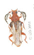  ( - CTBB-0661)  @12 [ ] Copyright (2013) Thierry Bouyer Research Collection of Thierry Bouyer