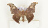  ( - CTBB-0707)  @13 [ ] Copyright (2013) Thierry Bouyer Research Collection of Thierry Bouyer (in IRSNB)