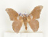  ( - CTBB-0724)  @12 [ ] Copyright (2013) Thierry Bouyer Research Collection of Thierry Bouyer (in IRSNB)