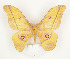  ( - CTBB-0745)  @14 [ ] Copyright (2013) Thierry Bouyer Research Collection of Thierry Bouyer (in IRSNB)