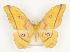  ( - CTBB-0746)  @14 [ ] Copyright (2013) Thierry Bouyer Research Collection of Thierry Bouyer (in IRSNB)