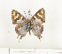  ( - CTBB-0780)  @13 [ ] Copyright (2013) Thierry Bouyer Research Collection of Thierry Bouyer