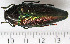  ( - CTBB-0847)  @13 [ ] Copyright (2013) Thierry Bouyer Research Collection of Thierry Bouyer