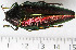  ( - CTBB-0848)  @12 [ ] Copyright (2013) Thierry Bouyer Research Collection of Thierry Bouyer
