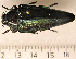  ( - CTBB-0850)  @13 [ ] Copyright (2013) Thierry Bouyer Research Collection of Thierry Bouyer