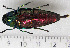  ( - CTBB-0855)  @12 [ ] Copyright (2013) Thierry Bouyer Research Collection of Thierry Bouyer