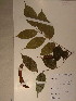  (Angylocalyx - GiD1098)  @13 [ ] No Rights Reserved  NRR Unspecified