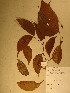  (Eurypetalum - GiD0204)  @11 [ ] No Rights Reserved  NRR Unspecified