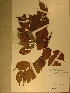  (Librevillea klainei - GiD0288)  @11 [ ] No Rights Reserved  NRR Unspecified