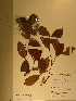  (Anthonotha brieyi - GiD1602)  @13 [ ] No Rights Reserved  NRR Unspecified