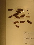  (Afzelia pachyloba - GiD0436)  @12 [ ] No Rights Reserved  NRR Unspecified