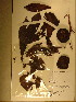  (Chrysophyllum lacourtianum - GiD1597)  @11 [ ] No Rights Reserved  NRR Unspecified