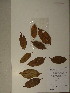  (Scottellia - GiD0446)  @11 [ ] No Rights Reserved  NRR Unspecified