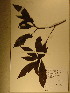  (Synsepalum stipulatum - GiD1466)  @11 [ ] No Rights Reserved  NRR Unspecified