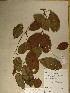  (Isomacrolobium - GiD1474)  @11 [ ] No Rights Reserved  NRR Unspecified