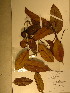  (Garcinia sp. 2 - GiD1538)  @11 [ ] No Rights Reserved  NRR Unspecified