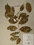  ( - GiD1554)  @11 [ ] No Rights Reserved  NRR Unspecified