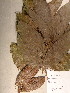  (Dacryodes macrophylla - GiD1522)  @11 [ ] No Rights Reserved  NRR Unspecified