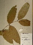  (Englerodendron - GiD1445)  @11 [ ] No Rights Reserved  NRR Unspecified