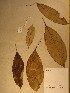  (Myrianthus serratus - GiD1455)  @11 [ ] No Rights Reserved  NRR Unspecified