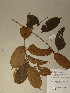 ( - GiD1484)  @11 [ ] No Rights Reserved  NRR Unspecified